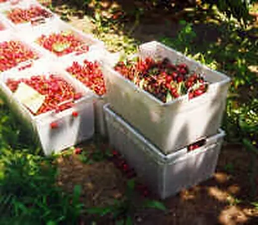 Agricultural Packaging Containers image 9