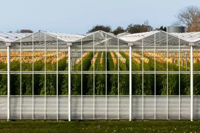 Greenhouse And Open-Field Vegetables