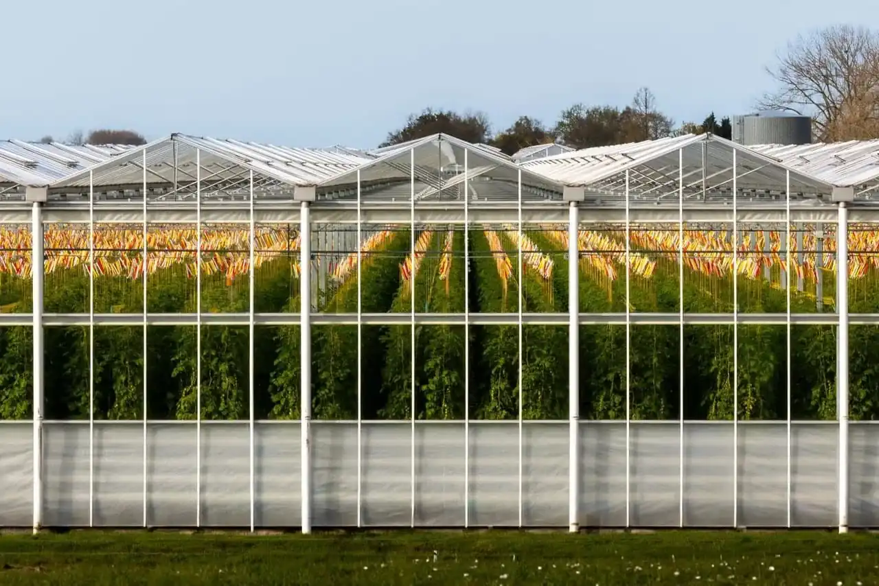 Greenhouse And Open-Field Vegetables crop programme