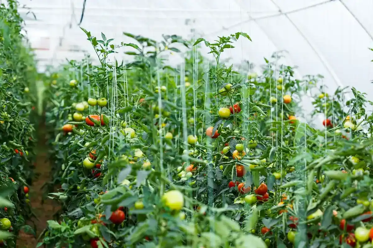 Compound amino acid powder production and crop nutrition banner