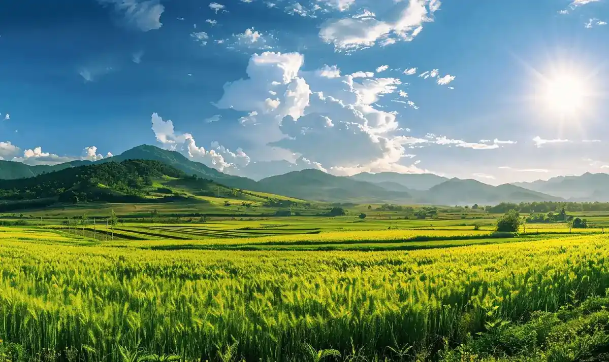 Rice Paddies crop programme