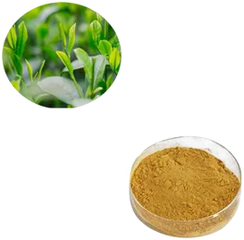 Green Tea Extract