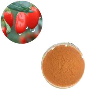 Medlar Extract