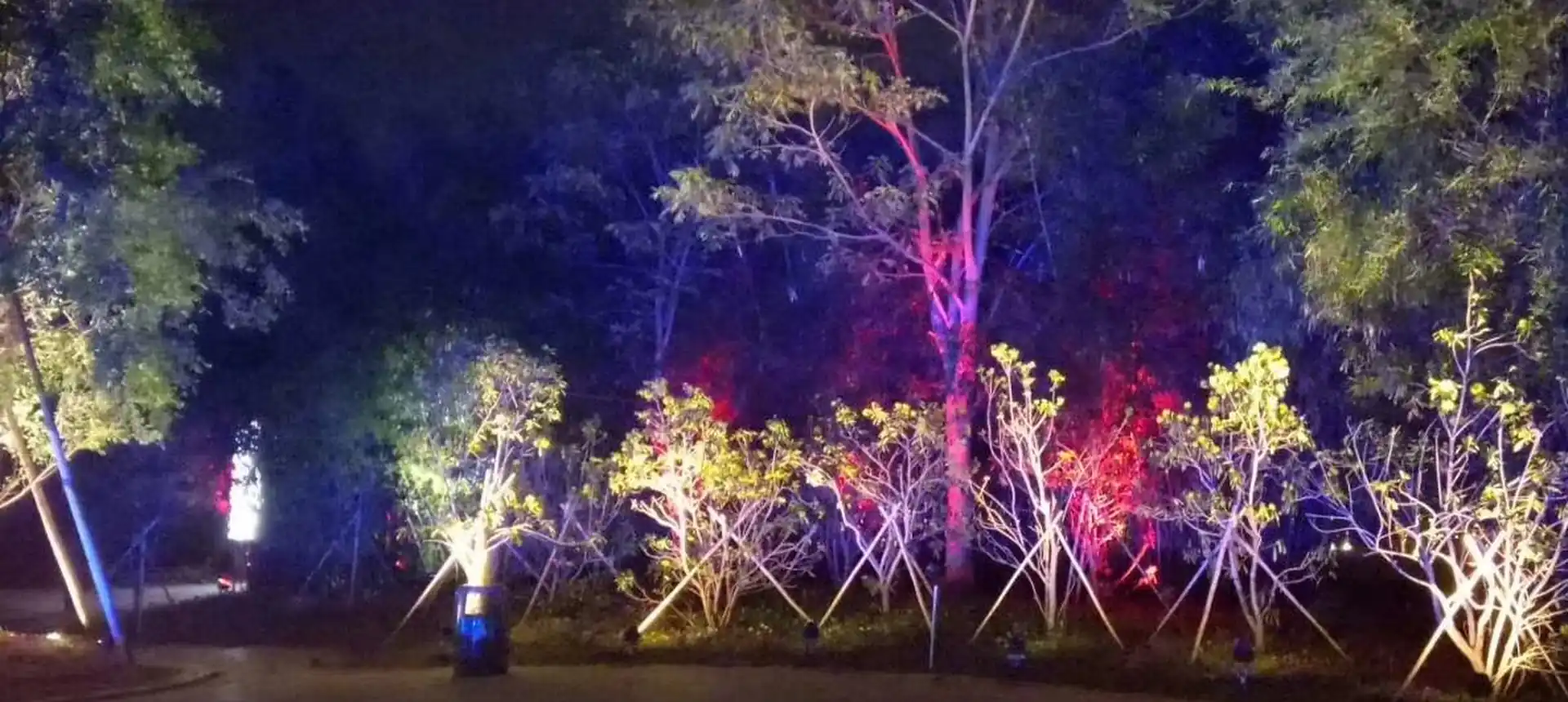 Park trees and planting lit in colour with FL Technology outdoor LED flood lights