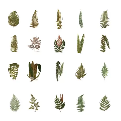 Plant Sticker Package Waterproof Transparent Pet Retro Flower Nature detail view 3