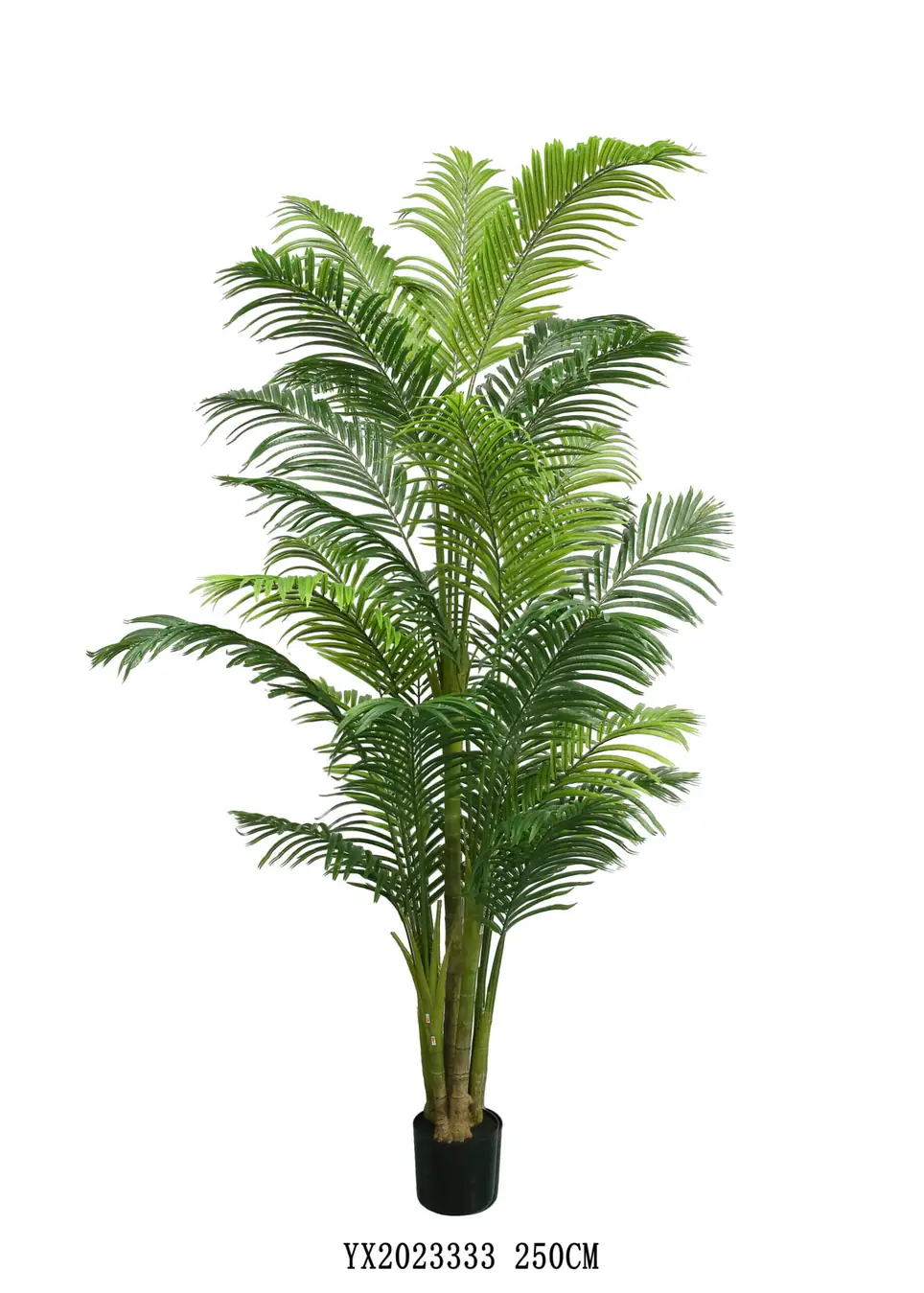 28 Leaves Queen Palm KD 250 cm