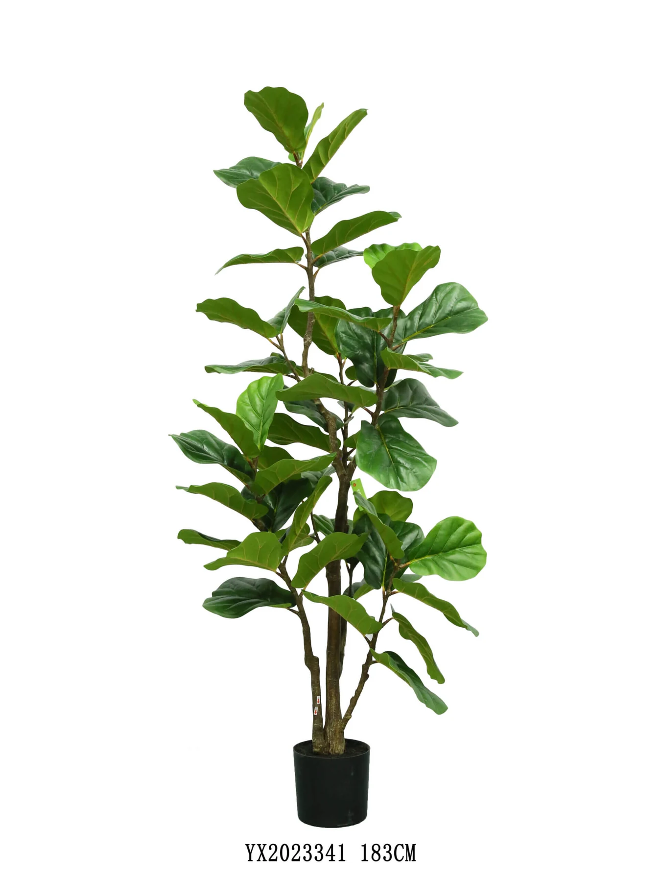 51 Leaves Big Leaf Ficus KD With Black Pot YX2023341 alternative view 2