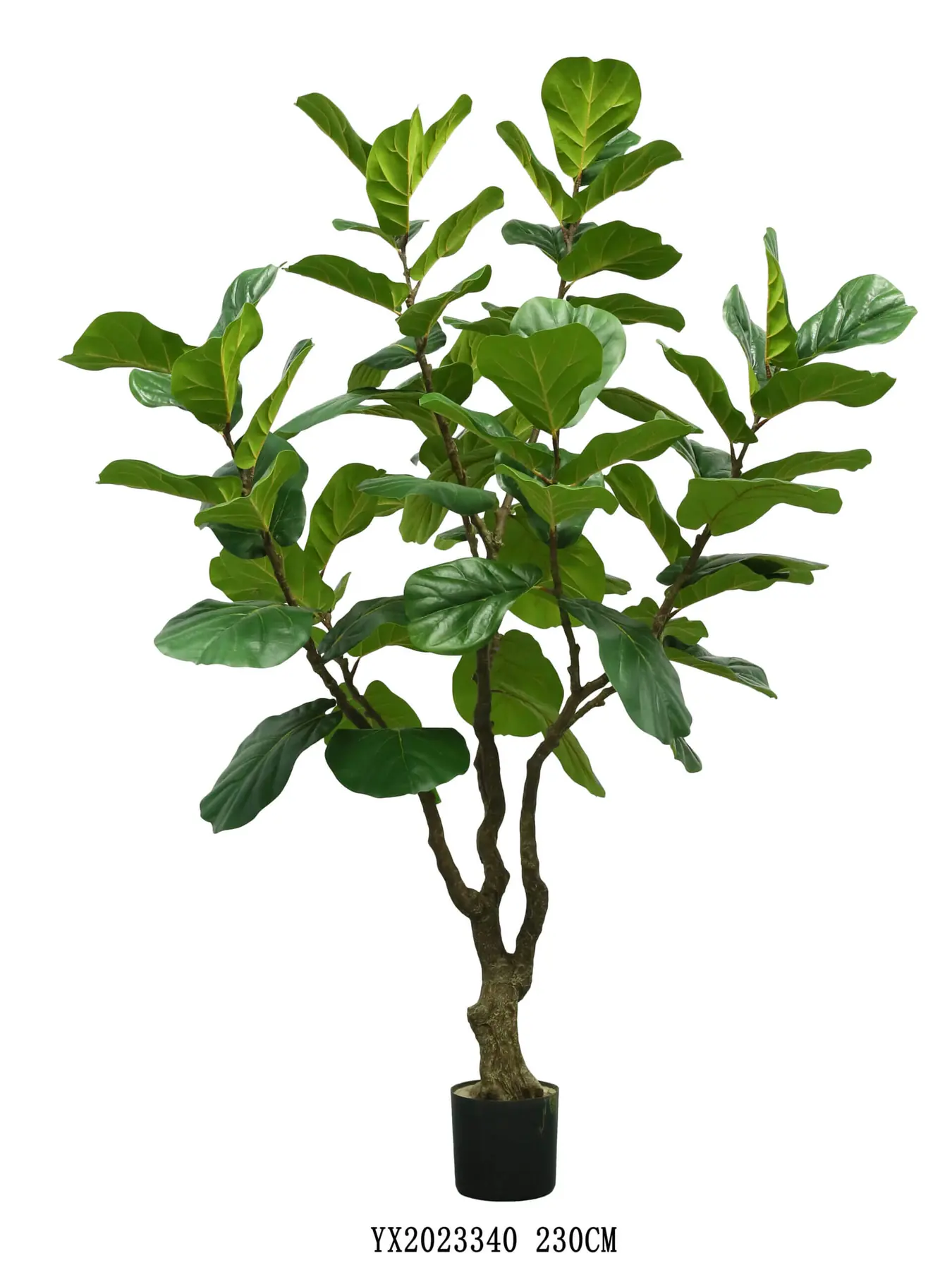 91 Leaves Big Leaf Ficus YX2023340 alternative view 2