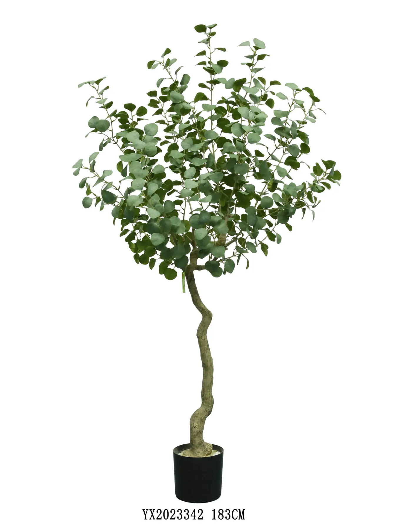 Eucalyptus 183 cm alternative view 2