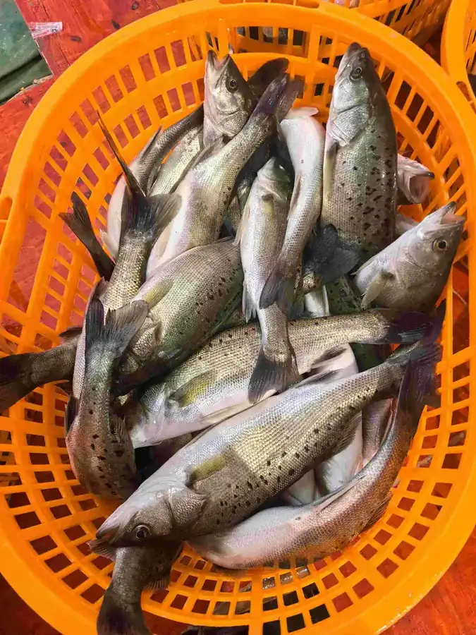 Freshly harvested Baijiao seabass in a crate at the farm gate