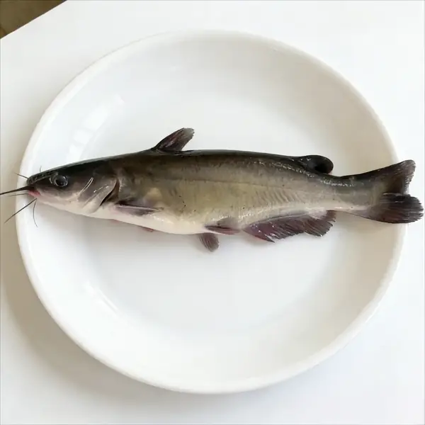 Whole channel catfish plated showing its smooth dark skin and barbels