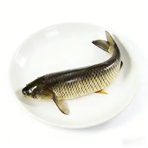 Whole crisp grass carp plated showing the long body of the broad-bean fed fish