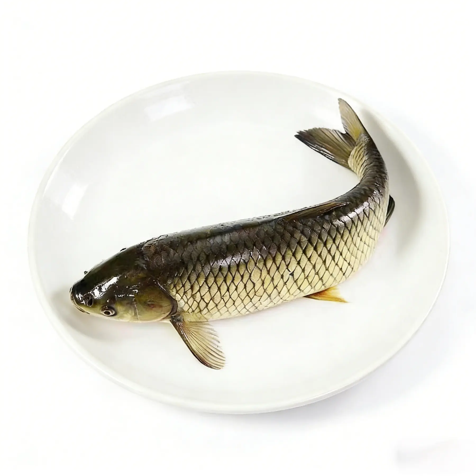 Whole crisp grass carp plated showing the long body of the broad-bean fed fish