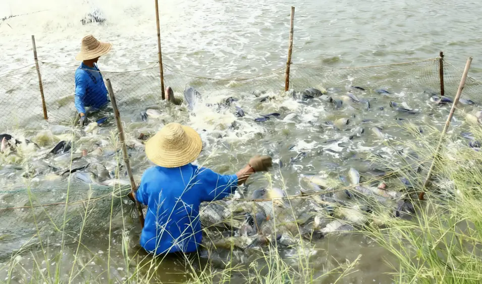 Farm staff harvesting seabass with nets at the Zhuhai brackish water ponds
