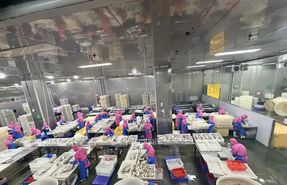 Workers grading and packing frozen fish on the FFH Food processing line