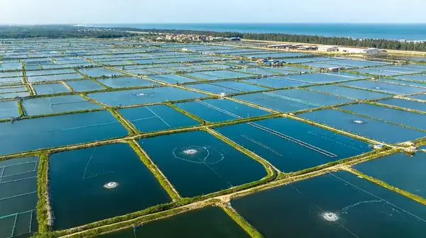 Aerial view of FFH Food aquaculture ponds at the Pearl River estuary