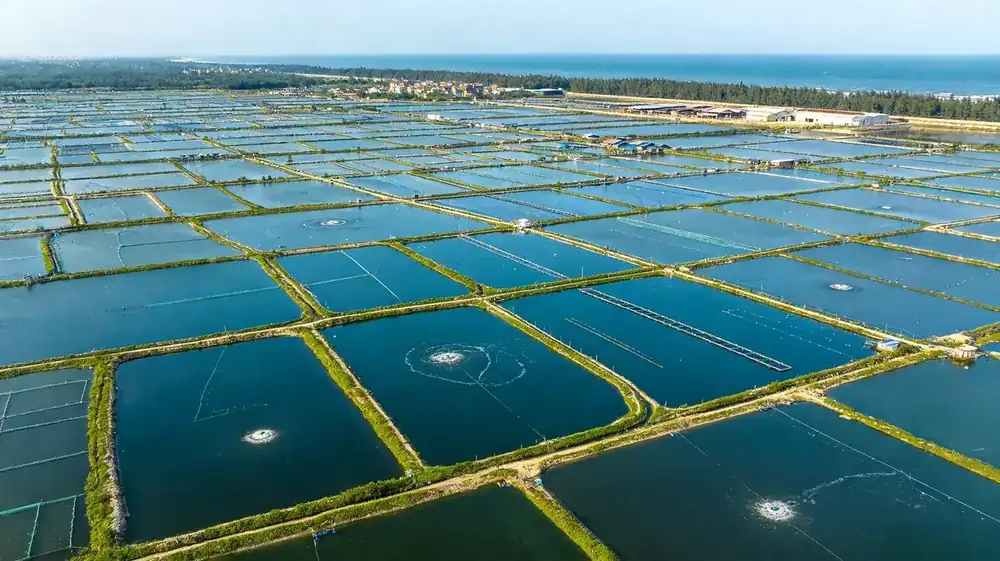 Aerial view of the FFH Food seabass farming base in Baijiao Zhuhai