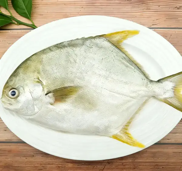 Whole golden pompano plated showing its silver body and yellow fins