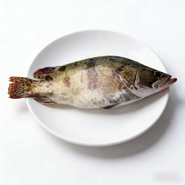 Whole mandarin fish plated showing its spotted body and spined dorsal fin