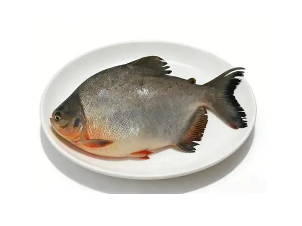 Whole red pomfret plated showing its deep body and reddish fins