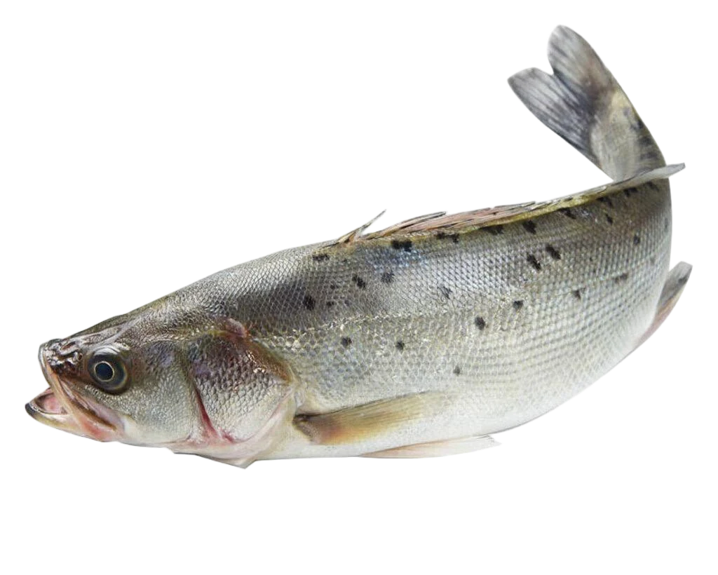Single whole sea bass photographed against a dark background