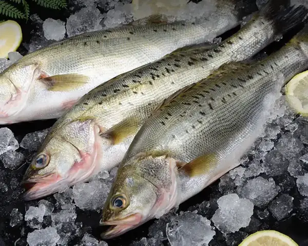 Farm raised Japanese sea bass on ice at the FFH Food factory in Zhuhai