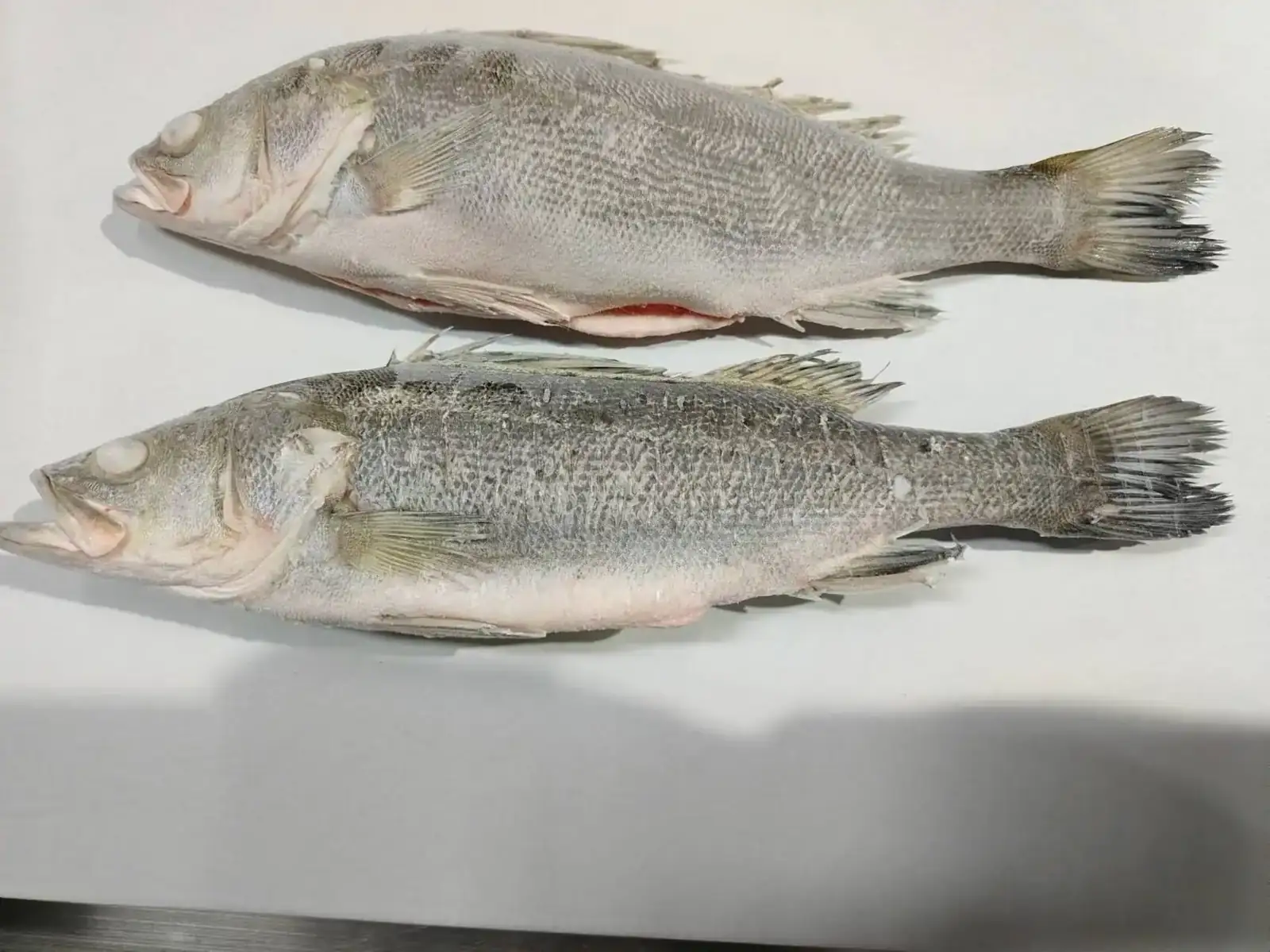 Graded frozen fish laid out on the processing table at FFH Food Zhuhai
