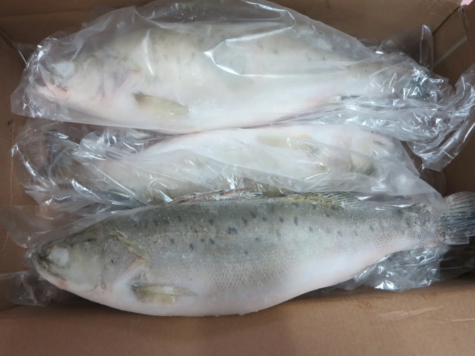 Whole round frozen sea bass packed in transparent liners for export
