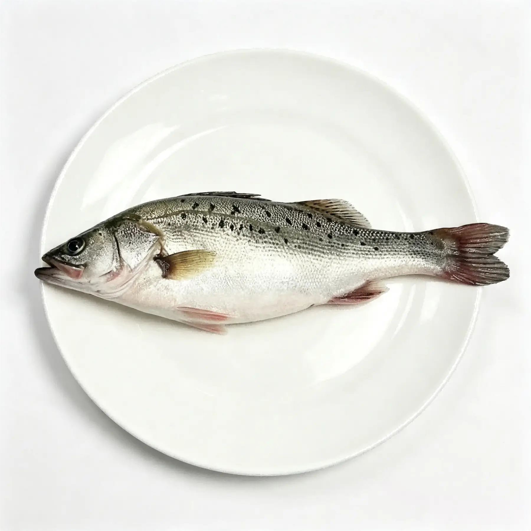 Whole round Japanese sea bass plated to show body shape and skin