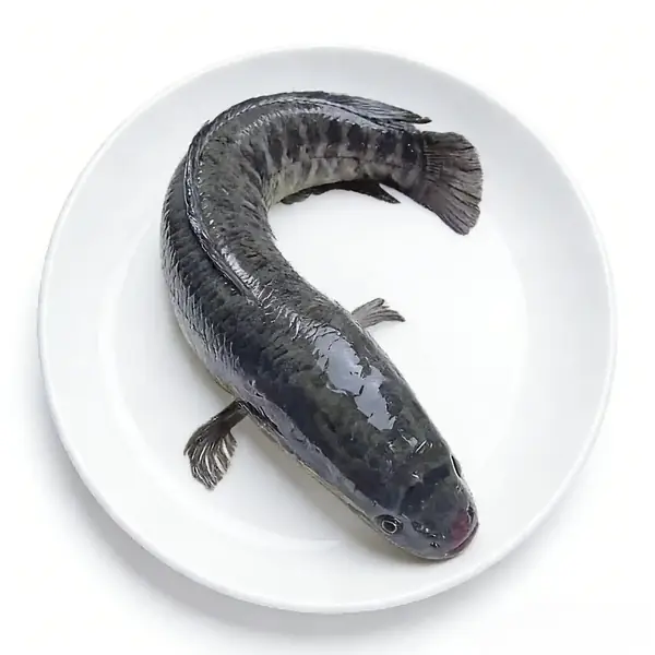 Whole snakehead fish plated showing its dark mottled skin
