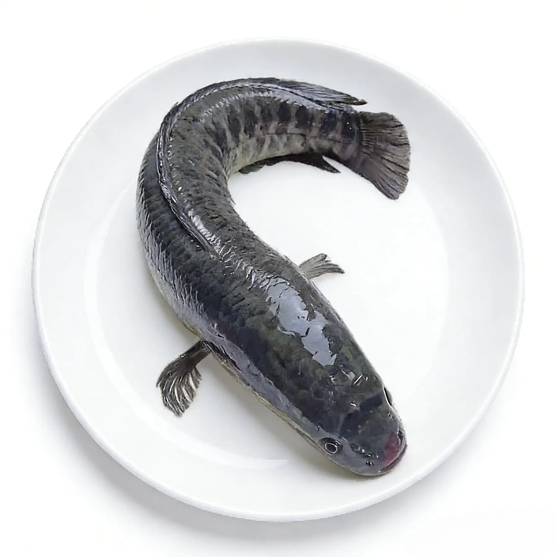 Whole snakehead fish plated showing its dark mottled skin