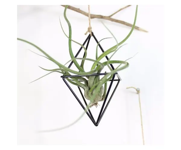 Air Plant Holder
