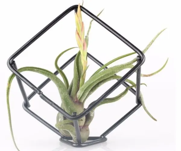 Air Plant Holder