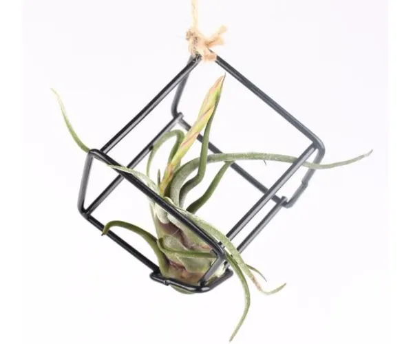 Air Plant Holder