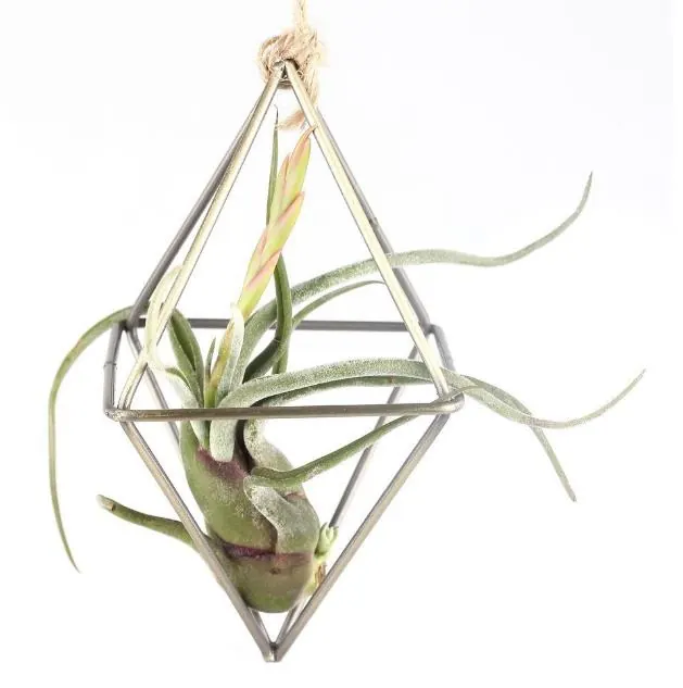 Air Plant Holder