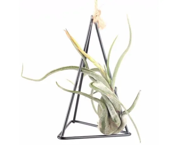 Air Plant Holder