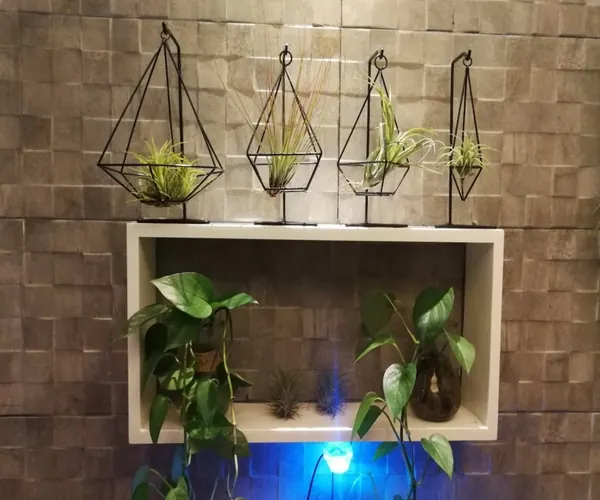 Air Plant Holder