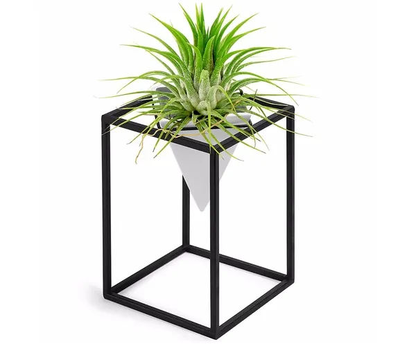 Air Plant Holder