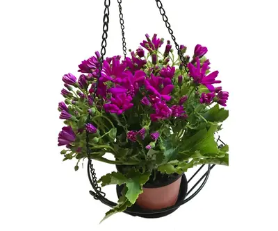 Flower Pot Holder HHAIR13