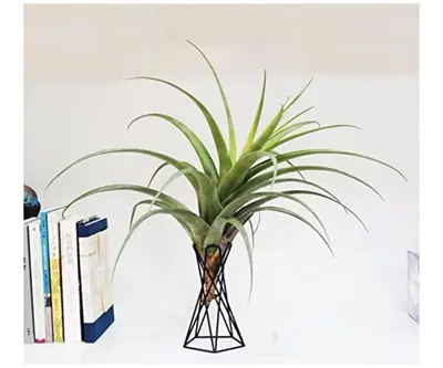 Air Plant Holder view 2