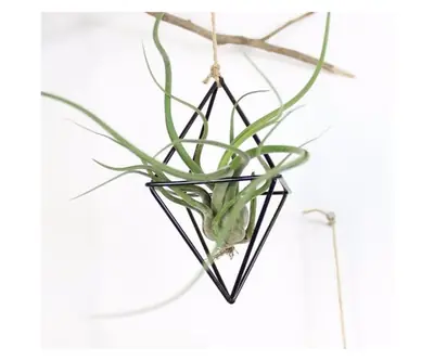 Air Plant Holder view 2