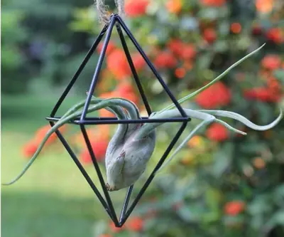 Air Plant Holder view 3
