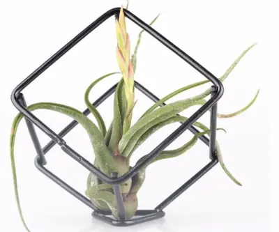 Air Plant Holder view 2