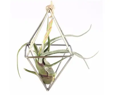 Air Plant Holder view 2