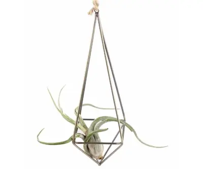 Air Plant Holder HHAP08
