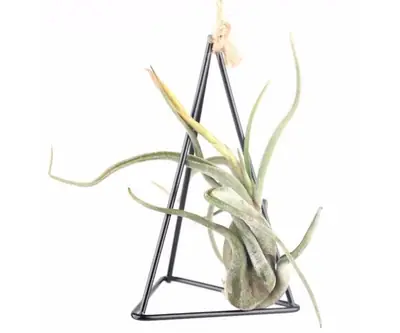 Air Plant Holder view 2