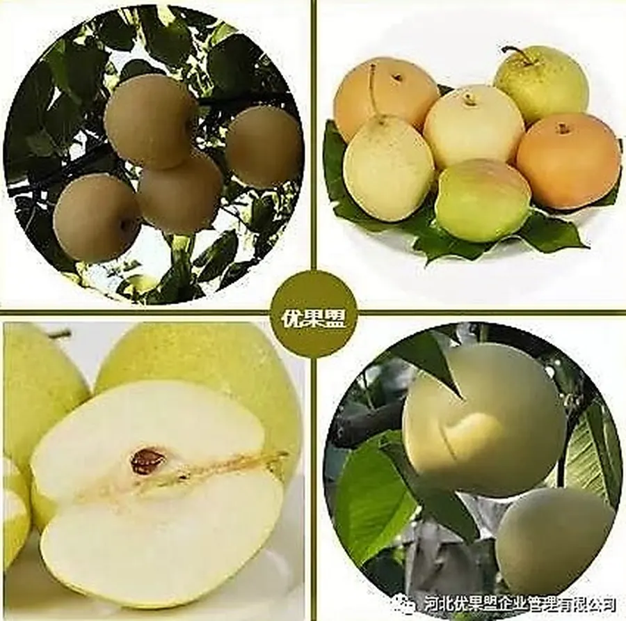 Choice Fruit Alliance Makes Its Debut at the China (Beijing) International Fruit and Vegetable Expo