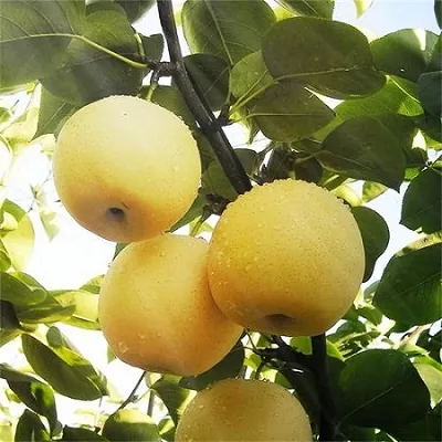 Pears ripening in a registered Hebei orchard