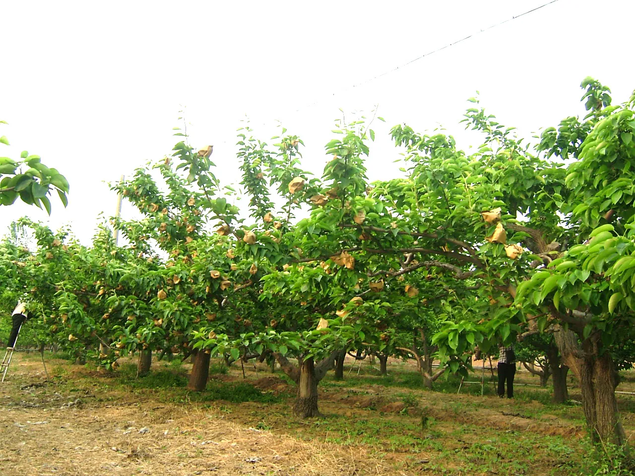 Registered pear orchard in Hebei