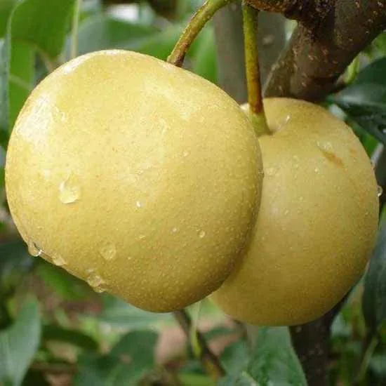 Fengshui Pear 丰水梨